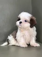 Peyton, a female Shih Tzu for sale in Bonaparte, IA – Photo 1 of 10