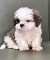 Peyton, a female Shih Tzu for sale in Bonaparte, IA – Photo 8 of 10