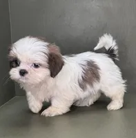 Peyton, a female Shih Tzu for sale in Bonaparte, IA – Photo 2 of 10