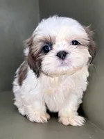 Peyton, a female Shih Tzu for sale in Bonaparte, IA – Photo 5 of 10