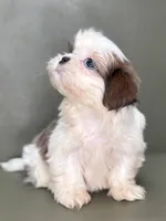 Peyton, a female Shih Tzu for sale in Bonaparte, IA – Photo 7 of 10