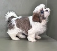 Peyton, a female Shih Tzu for sale in Bonaparte, IA – Photo 10 of 10