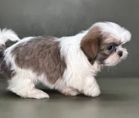 Peyton, a female Shih Tzu for sale in Bonaparte, IA – Photo 6 of 10