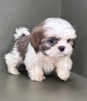 Peyton, a female Shih Tzu for sale in Bonaparte, IA – Photo 4 of 10