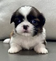 Gabe, a male Shih Tzu for sale in Bonaparte, IA – 2 of 8