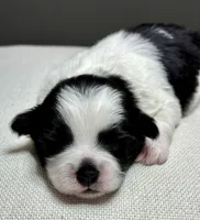 Herb, a male Shichon for sale in Bonaparte, IA – 5 of 7