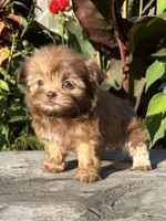 Nancy, a female Shih Tzu for sale in Bonaparte, IA – 8 of 10