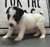 Quenby, a female Wire Fox Terrier for sale in Bonaparte, IA – 4 of 10