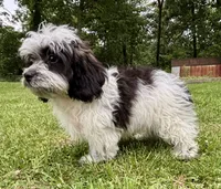 Cam, a male Shihpoo for sale in Bonaparte, IA – 4 of 10