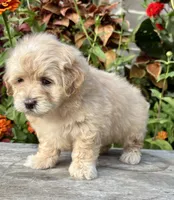 Patty, a female Maltipoo for sale in Bonaparte, IA – 2 of 10
