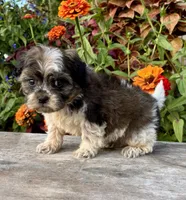 orval, a male Shihpoo for sale in Bonaparte, IA – 3 of 10