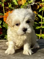 Penny, a female Maltipoo for sale in Bonaparte, IA – 3 of 10