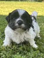 Hank, a male Shichon for sale in Bonaparte, IA – 3 of 9
