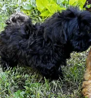 Ken, a male Shihpoo for sale in Bonaparte, IA – 5 of 10