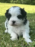 Hanna, a male Shichon for sale in Bonaparte, IA – 5 of 10