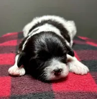 Hilda, a male Shichon for sale in Bonaparte, IA – 6 of 7
