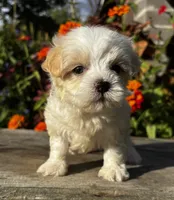Penny, a female Maltipoo for sale in Bonaparte, IA – 7 of 10