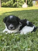 Heidi, a male Shichon for sale in Bonaparte, IA – 7 of 10