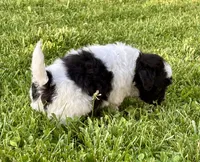 Elroy, a male Shihpoo for sale in Bonaparte, IA – 7 of 7