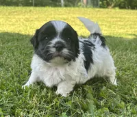 Hank, a male Shichon for sale in Bonaparte, IA – 5 of 9
