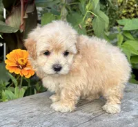 Paul, a male Maltipoo for sale in Bonaparte, IA – 6 of 10