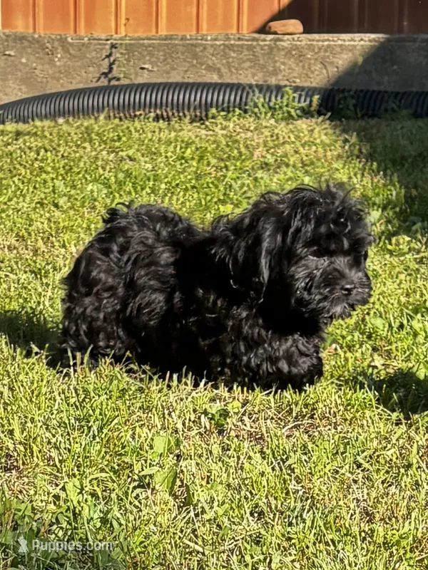 Ken – Shihpoo puppy for sale in Bonaparte, IA