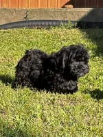 Ken, a male Shihpoo for sale in Bonaparte, IA – 1 of 10