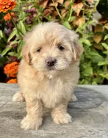 Patty, a female Maltipoo for sale in Bonaparte, IA – 7 of 10