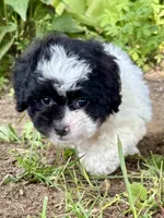 Elroy, a male Shihpoo for sale in Bonaparte, IA – 6 of 10