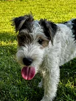 Alice, a female Wire Fox Terrier for sale in Bonaparte, IA – 2 of 10