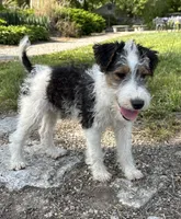 Ava, a female Wire Fox Terrier for sale in Bonaparte, IA – 4 of 9