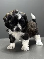 Fonzie, a male Shihpoo for sale in Bonaparte, IA – 9 of 9