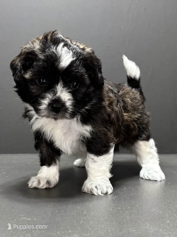 Fonzie – Shihpoo puppy for sale in Bonaparte, IA
