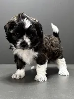 Fonzie, a male Shihpoo for sale in Bonaparte, IA – 1 of 9