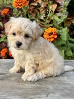 Pammy, a female Maltipoo for sale in Bonaparte, IA – 3 of 10