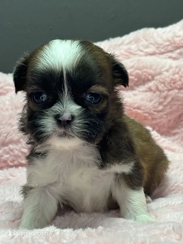 Grace – Shih Tzu puppy for sale in Bonaparte, IA
