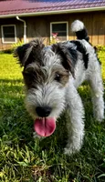 Alice, a female Wire Fox Terrier for sale in Bonaparte, IA – 4 of 10