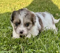 Etta, a female Shihpoo for sale in Bonaparte, IA – 6 of 6