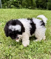Elroy, a male Shihpoo for sale in Bonaparte, IA – 10 of 10