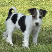 Alice, a female Wire Fox Terrier for sale in Bonaparte, IA – 4 of 10