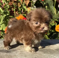 Ned, a male Shih Tzu for sale in Bonaparte, IA – 3 of 10