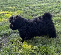 Ken, a male Shihpoo for sale in Bonaparte, IA – 4 of 10