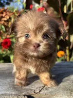 Nancy, a female Shih Tzu for sale in Bonaparte, IA – 6 of 10