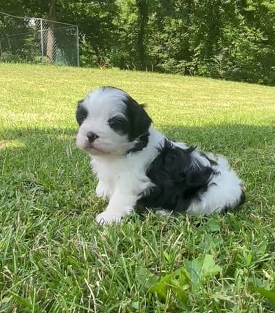 Hanna, a male Shichon for sale in Bonaparte, IA – 10 of 10