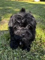 Ken, a male Shihpoo for sale in Bonaparte, IA – 2 of 10