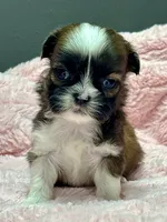 Grace, a female Shih Tzu for sale in Bonaparte, IA – 8 of 8
