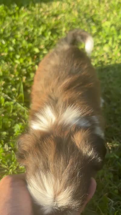 Grace, a female Shih Tzu for sale in Bonaparte, IA – 9 of 10