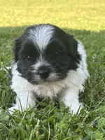 Hank, a male Shichon for sale in Bonaparte, IA – 2 of 9