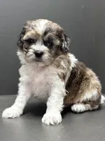 Freddie, a male Shihpoo for sale in Bonaparte, IA – 2 of 8