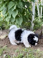Elroy, a male Shihpoo for sale in Bonaparte, IA – 3 of 10